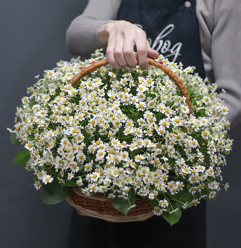 Красивый букет белых полевых цветов
