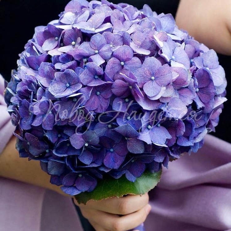 Синие цветы на 8 марта