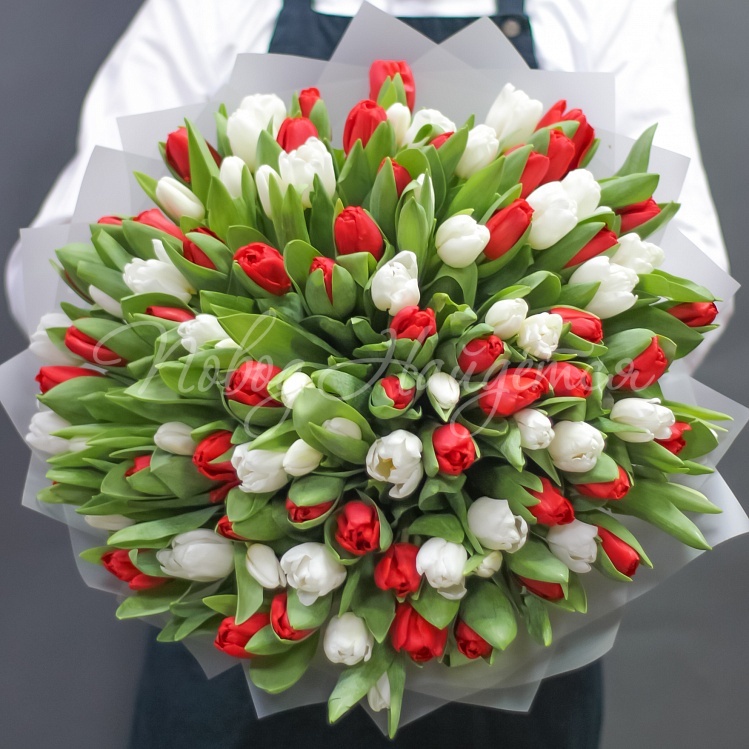 Красно-белые тюльпаны