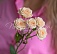 Кустовая кремовая роза 50 см