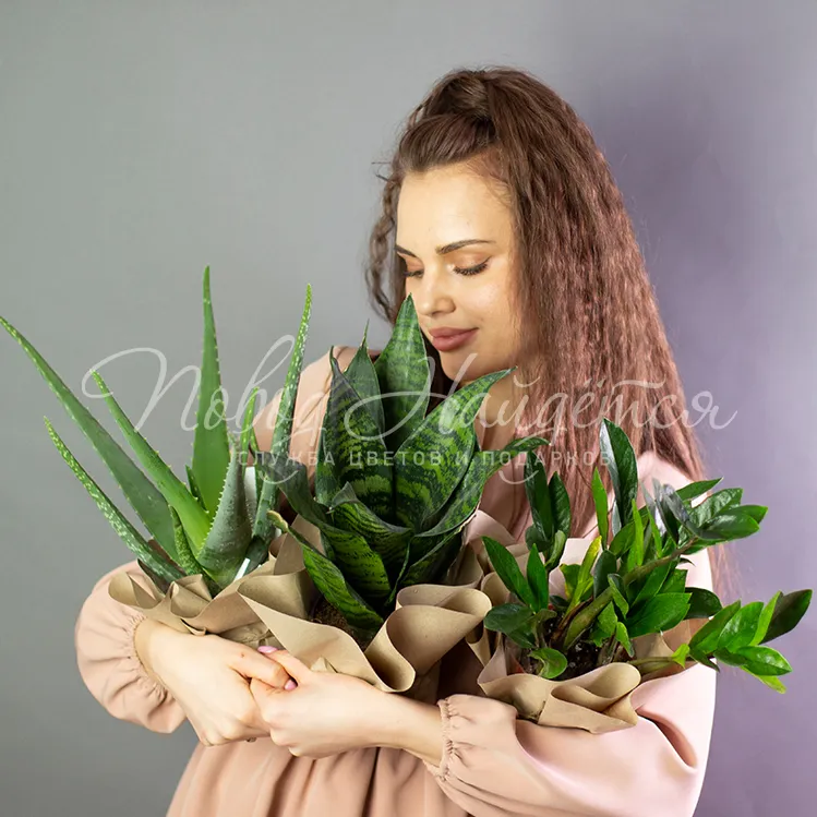 Цветы в горшках