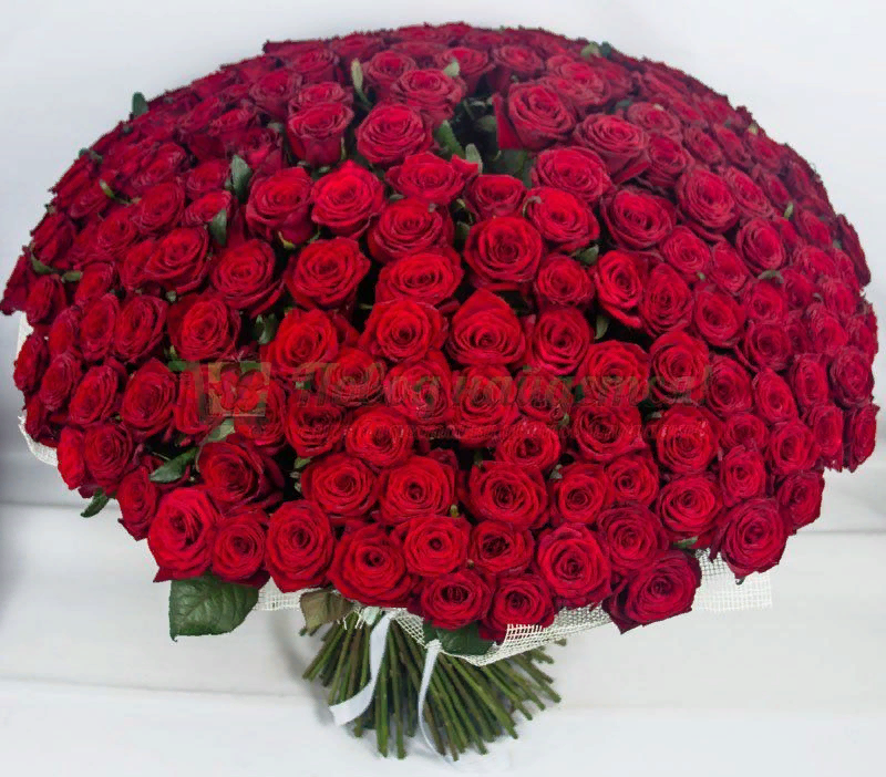 Бордовые розы