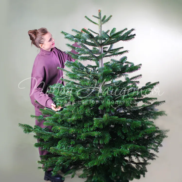 Новый год Ель Нормана