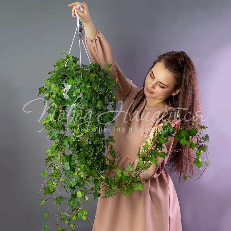 Зеленое Хедера