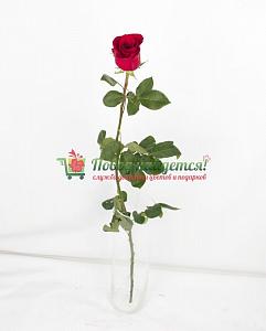 Розы поштучно