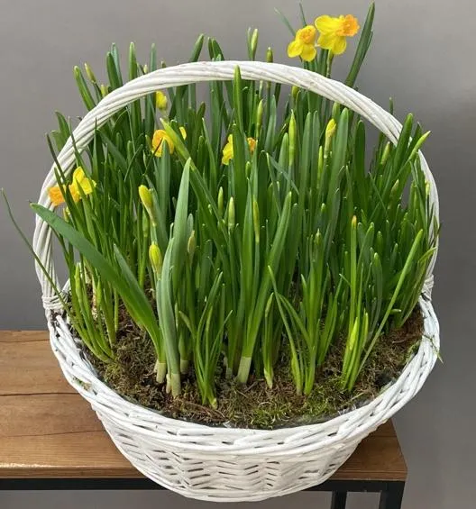 Корзины Корзина Корзина нарциссов