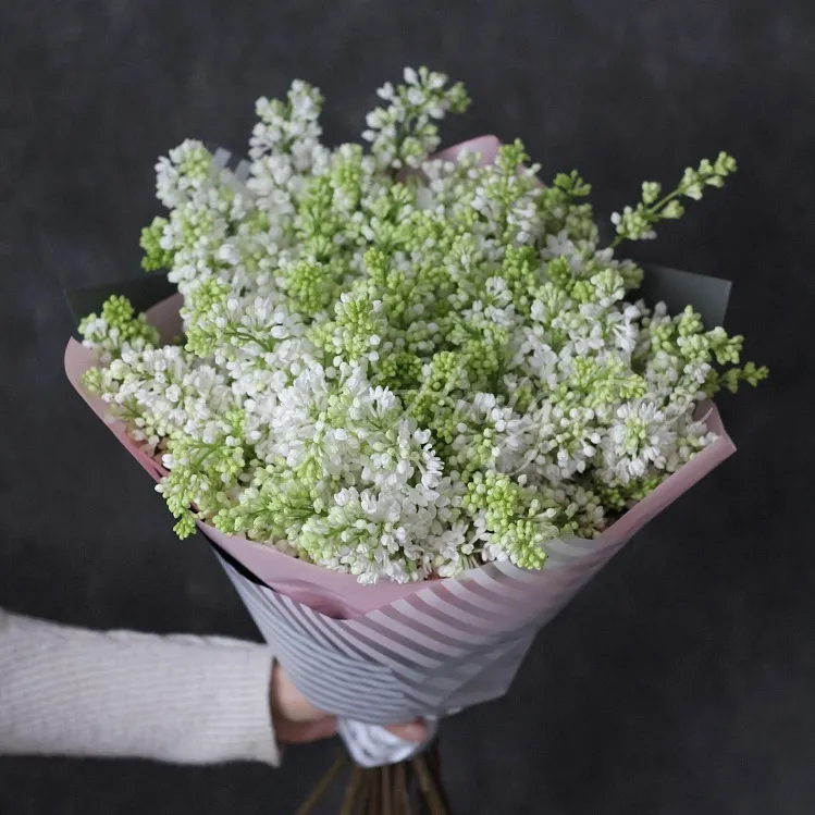 Белая сирень