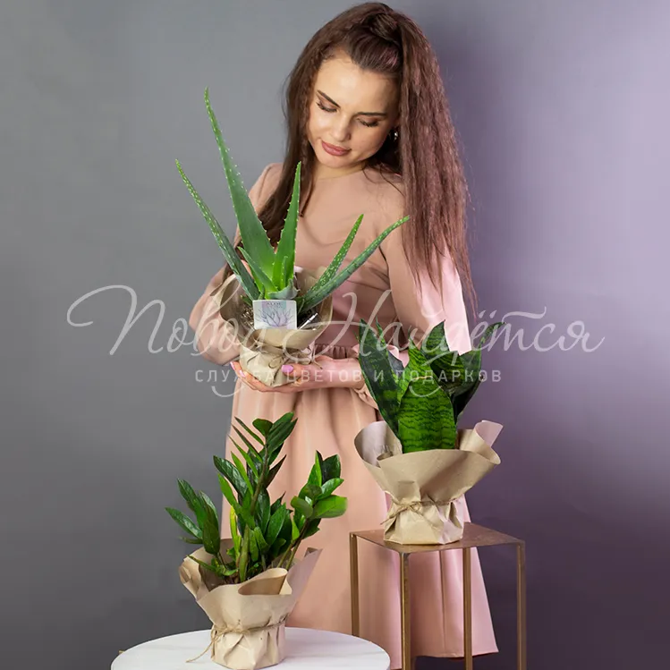 Зеленое Сэт неприхотливых растений