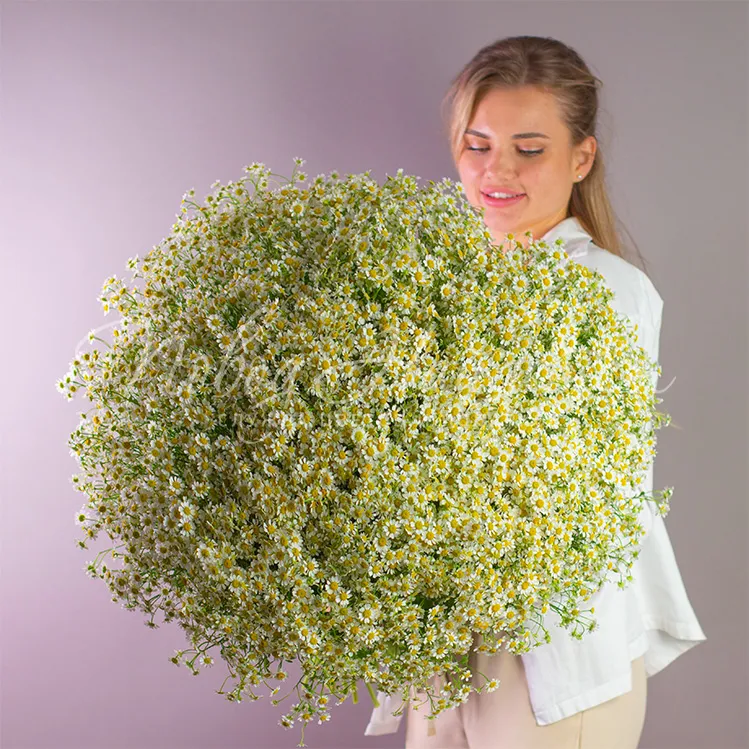 Букет из 101 ромашки