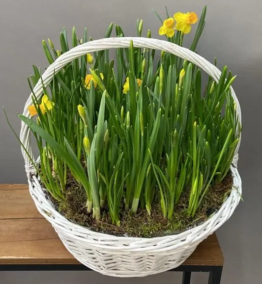 Цветы в земле в корзине