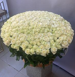 301 белая роза в корзине