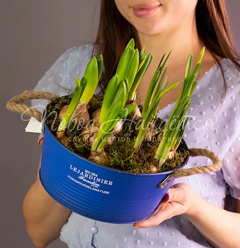 Весенние ласточки