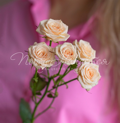 Кустовая кремовая роза 50 см