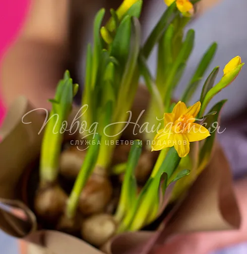 Нарциссы в кашпо Тет-а-тет