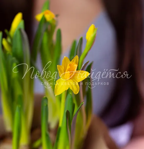 Нарциссы в кашпо Тет-а-тет