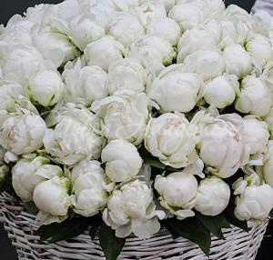 ПИОНЫ Букет Моя Венеция