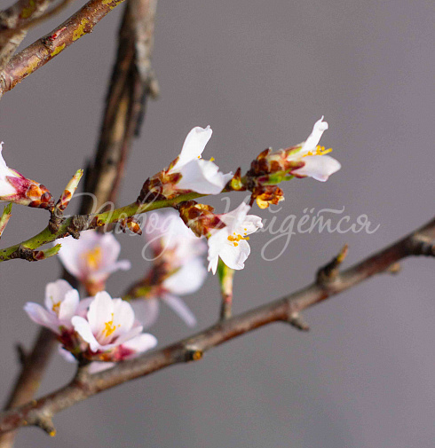Букет Цветущий миндаль — Повод Найдется