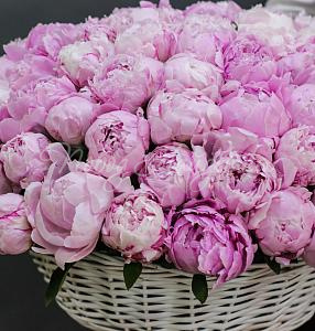 ПИОНЫ Букет 101 пион