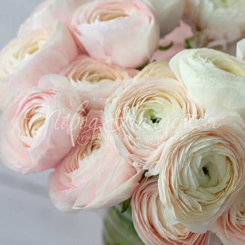 РАНУНКУЛЮСЫ Букет Только с тобой