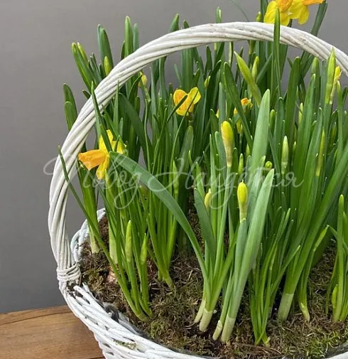 Корзина Корзина нарциссов — Повод Найдется