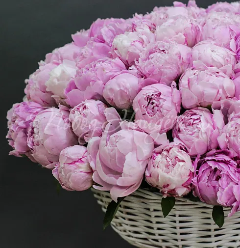 Букет 101 пион — Повод Найдется