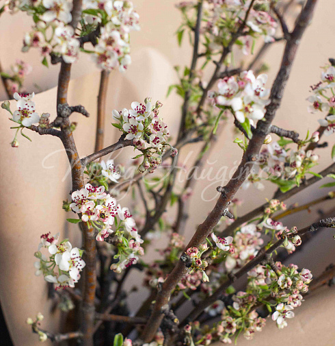 Букет Цветущая Груша — Повод Найдется