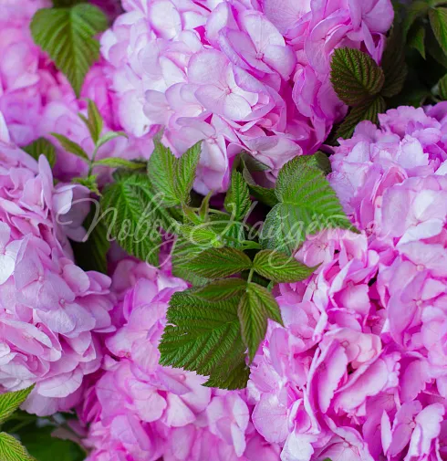 Букет Нежно обнимаю — Повод Найдется