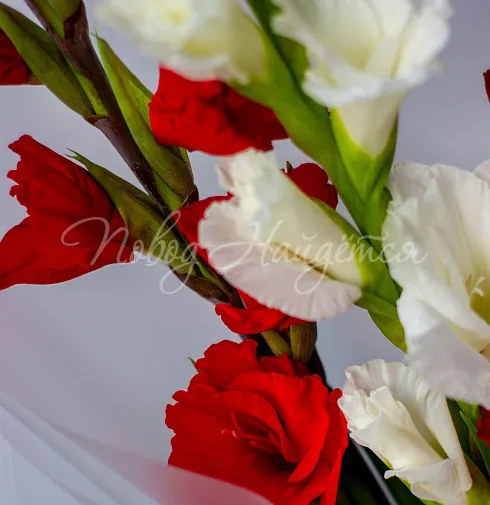 Букет Зарра — Повод Найдется