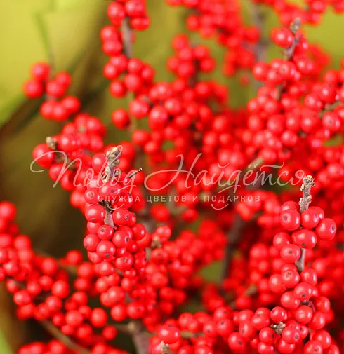 Букет Пунцовый закат — Повод Найдется