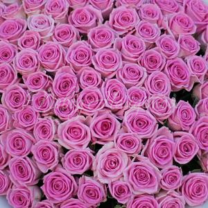 101 роза Букет Бристоль