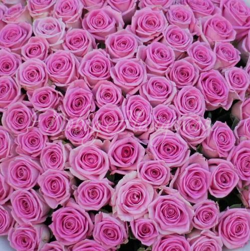 101 роза Букет Бристоль