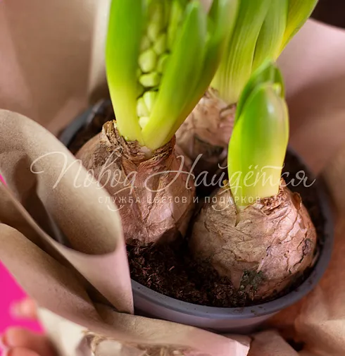 Три гиацинта в кашпо