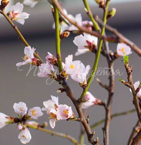 Букет Цветущий миндаль — Повод Найдется