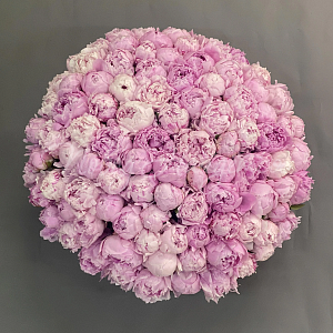 ПИОНЫ Букет 101 пион