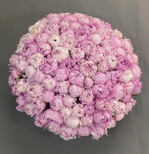 Букет 101 пион — Повод Найдется