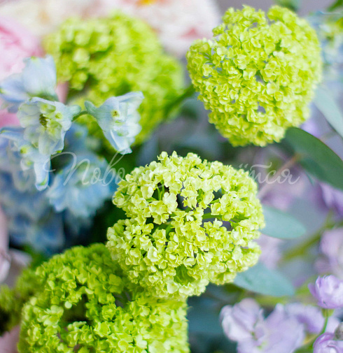 Яблоки в цвету