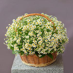 Корзина ромашек