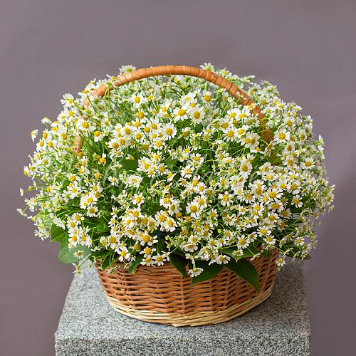 Корзина ромашек