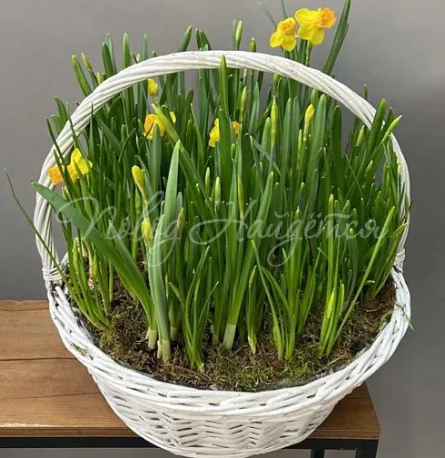 Корзина Корзина нарциссов — Повод Найдется