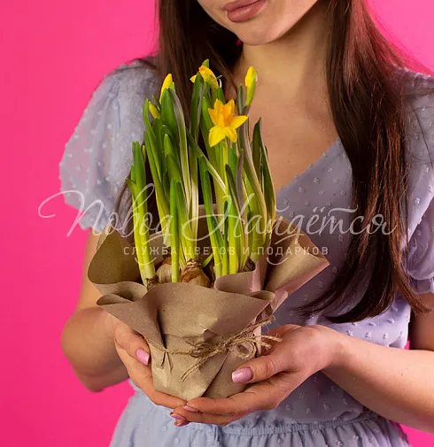 Нарциссы в кашпо Тет-а-тет