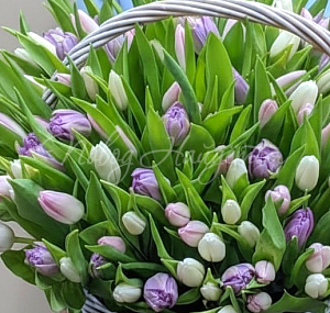 ТЮЛЬПАНЫ Букет Комета