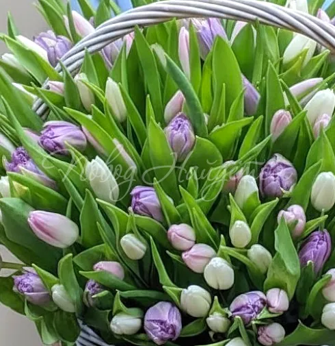 Букет Комета — Повод Найдется