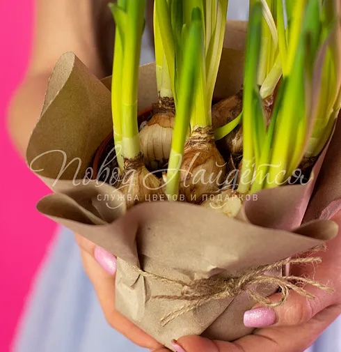 Нарциссы в кашпо Тет-а-тет