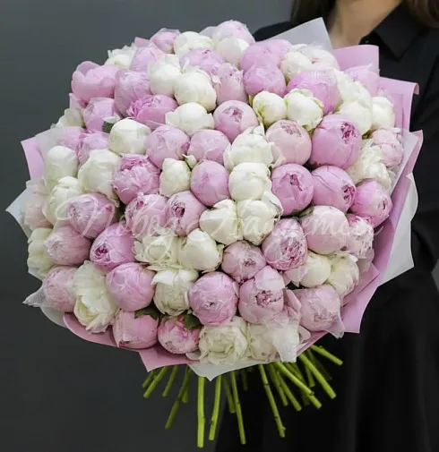 Букет 101 пион микс — Повод Найдется