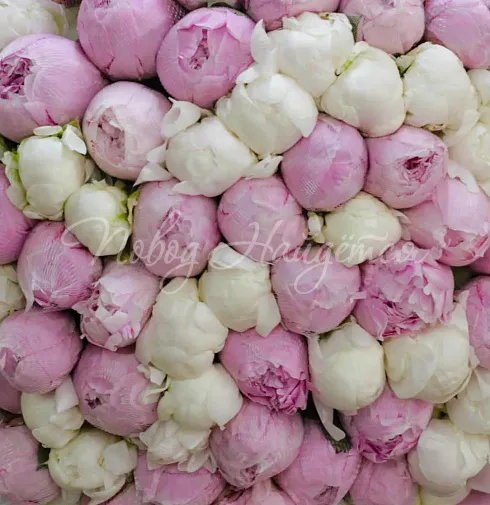 Букет 101 пион микс — Повод Найдется