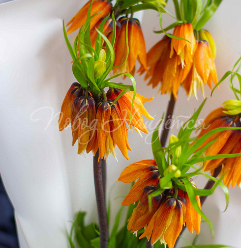 Букет Лилу — Повод Найдется