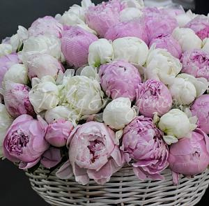 ПИОНЫ Букет Куршавель