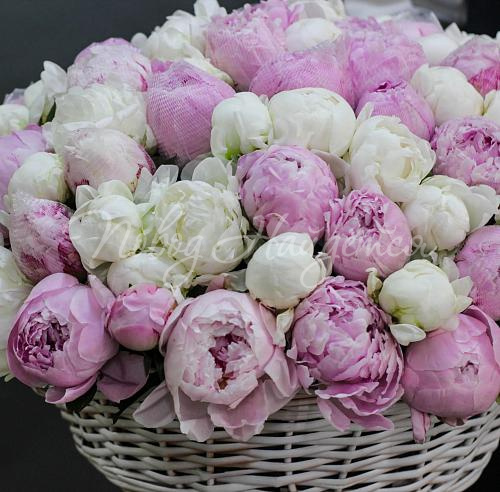 ПИОНЫ Букет Куршавель