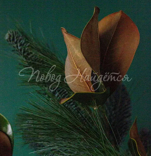 Зимний румянец