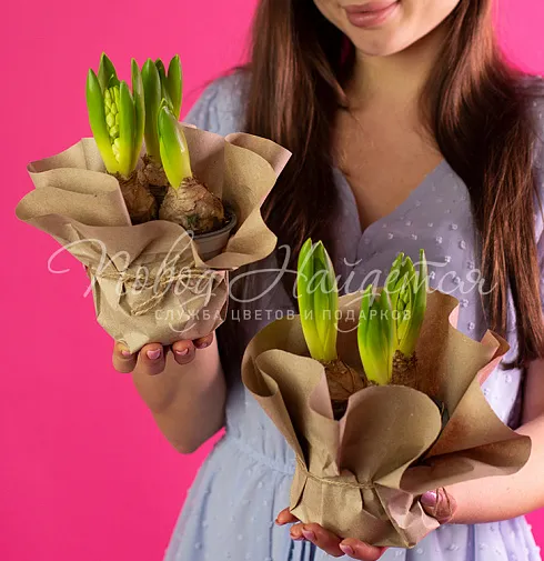 Три гиацинта в кашпо